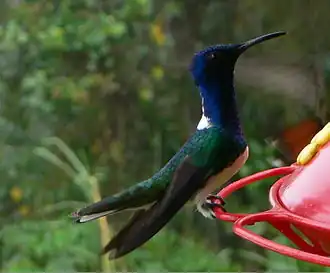 Male