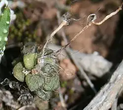 Anacampseros retusa