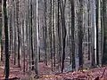 A walking path in December