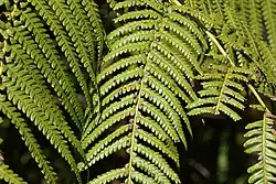 Fronds