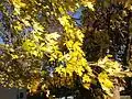 Autumnal foliage, Ewing, New Jersey