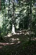 Along the Ben Eoin Trail