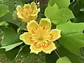 Tulip tree blossoms