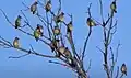 Bombycilla cedrorum Cedar Waxwing. Camden State Park, MN. 20160531.