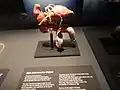 display of the Male reproductive organs