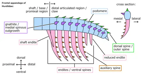 Anatomy of the frontal appendage of a hurdiid