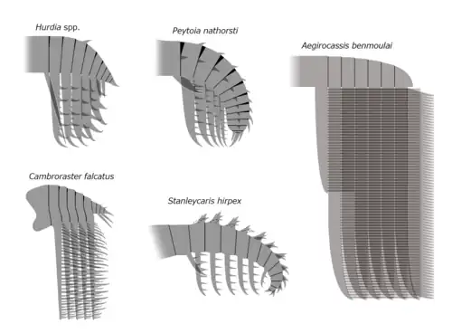 Frontal appendages of various species of hurdiid