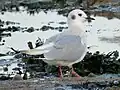 Vagrant in UK