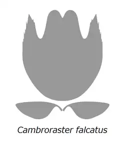 Head sclerites