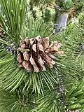 Mature open cone