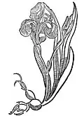Chapter 20. Affodillus – goltwortz