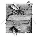 'The Daddy Long-legs and the Fly', The Nonsense Verse of Edward Lear, Jonathan Cape,1984.