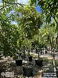 In a wholesale plant nursery.