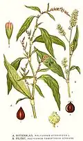 Illustration from Bilder ur Nordens Flora (1917–1926)