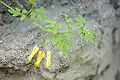 Climbing bleeding-heart (Dactylicapnos scandens or Dicentra scandens)