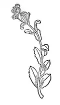 Chapter 417. Vermicularis – muer pfeffer oder duben kropf