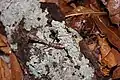 4th instar Deroplatys lobata nymphs. Female on the right, male on the left.