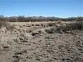 Former San Simon Ciénega on the Arizona/New Mexico Border. Now dead, this ciénaga is beyond any possible recovery due to a serious water overdraft, despite a determined, long-term government effort. (2010)