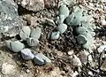 Gibbaeum hartmannianum
