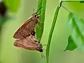 Mating pair