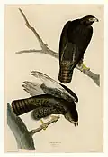 Harlan's hawk in plate 86
