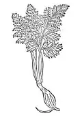 Chapter 87. Cicuta – wontzerling Cicuta virosa / Conium maculatum