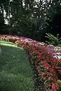 Upper lawn beds
