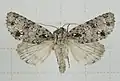 Acronicta pruinosa