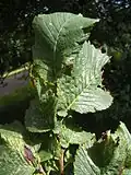 'Exoniensis' foliage