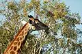 Giraffe