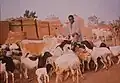 A shepherd feeds goats and a zebus.