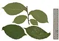 Pressed short-shoot leaves