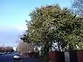 Dark-leaved hybrid elm, early winter, SW corner of Inverleith Park, Edinburgh