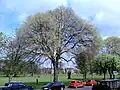 An unidentified U. × hollandica cultivar (not 'Vegeta') on Leith Links, Edinburgh (fruiting, April 2017)