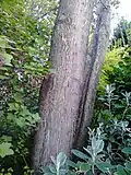 Bark of same (2017)