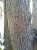 Bark