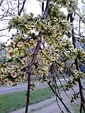 Samarae of Edinburgh tree