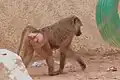 A baboon in Sanda Kyarimo Park Zoo