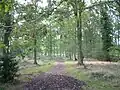 Pamber Forest
