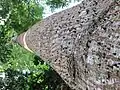 A giant rainforest tree