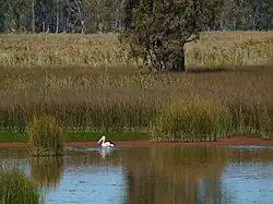 Pelican