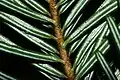 A. alba – the underside of leaves have two whitish strips formed by wax-covered stomatal bands, while their bases are shaped like suction cups.