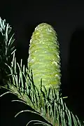 Immature cone with included bracts. Late March, Hostotipac, Jalisco.