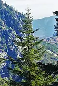 subsp. marocana, Talassemtane, Morocco