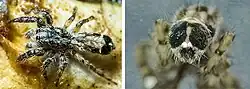 Abracadabrella elegans (Elegant Fly Mimic) from Grafton NSW an Australian Jumping Spider. Male, body length 3.8&nbsp;mm Composite picture showing spider from above and a view of the eyes from rear
