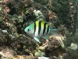 Abudefduf vaigiensis