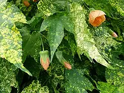 A plant infected with Abutilon mosaic virus.