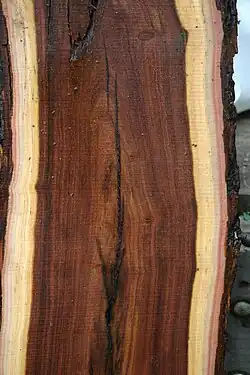 Acacia afra