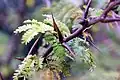 Bullhorn acacia