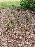 Saplings